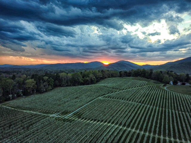 Henderson County orchard at sunset