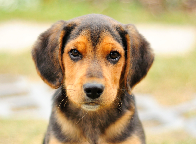 Hendersonville nc humane society laboratorios alcon de colombia s a