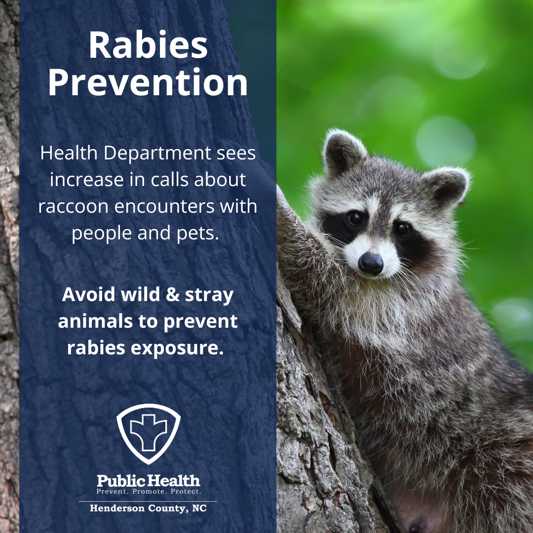 Picture of raccoon with label "Rabies Prevention" 