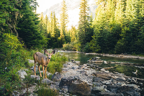 Deer next to a stream