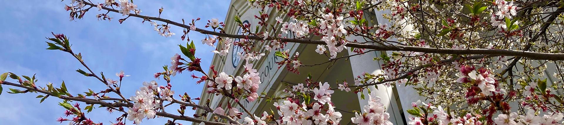 Courthouse with Japanese cherry blossoms