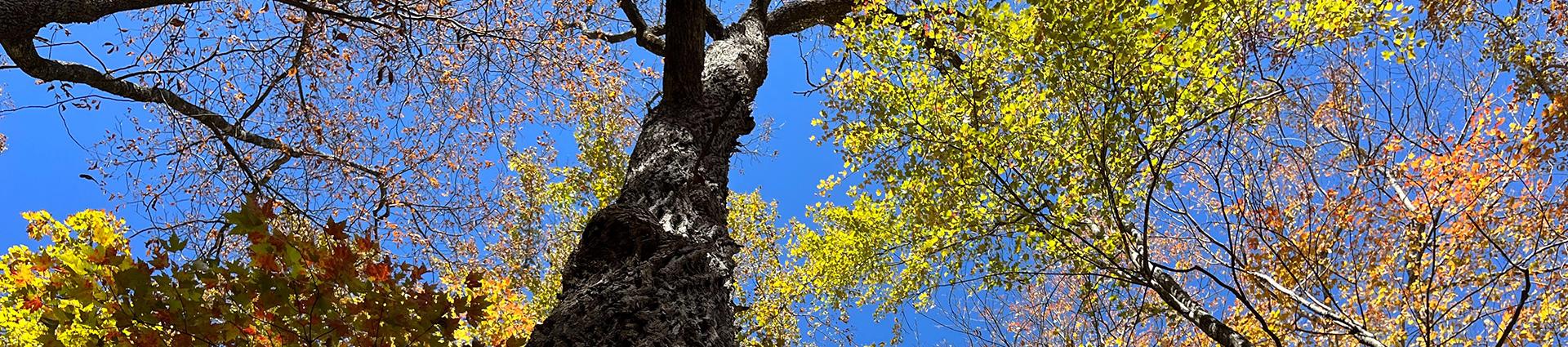 Fall leaves with blue sky