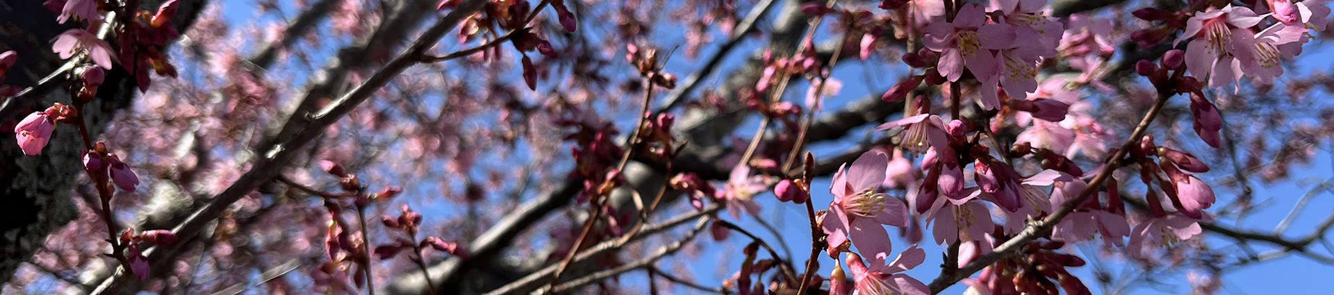 Welcome to Henderson County