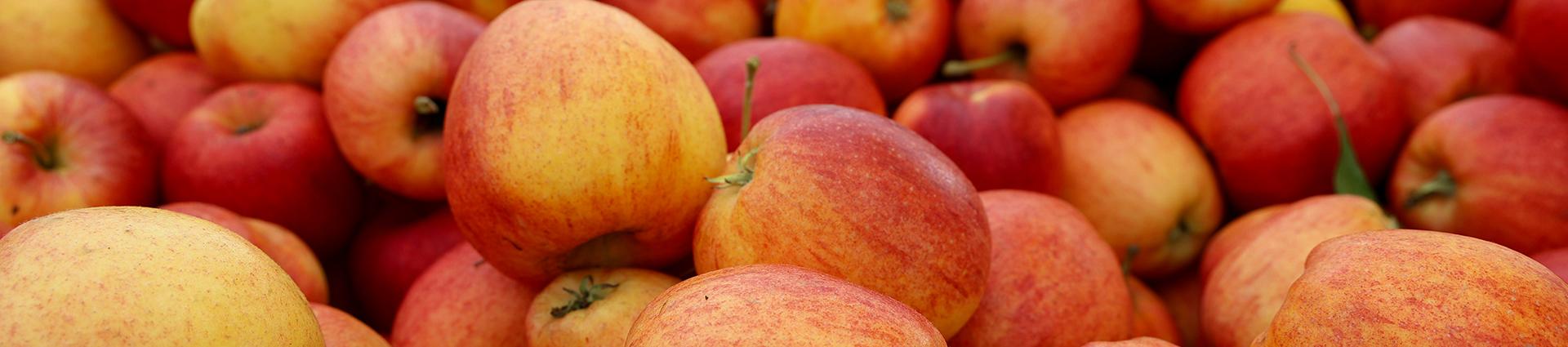 Apples