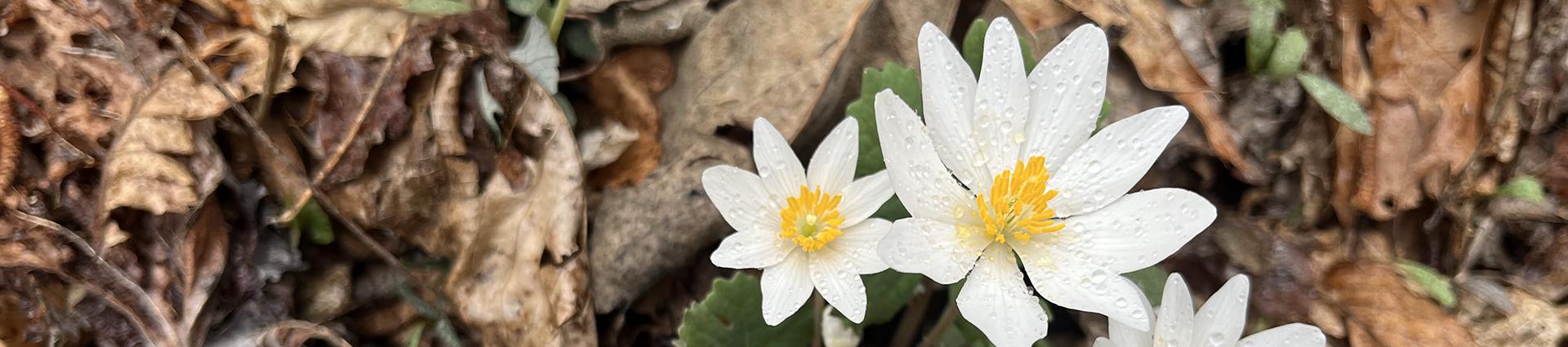 Bloodroot flowers