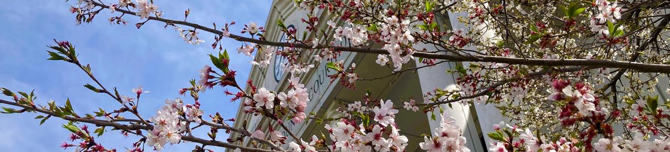 Courthouse with Japanese cherry blossoms
