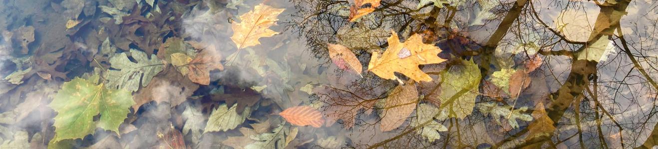 Leaf reflections in pond (decorative)