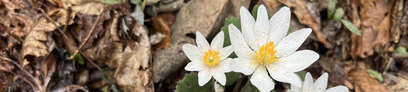 Bloodroot flowers