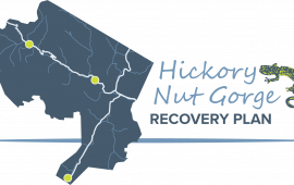 Hickory Nut Gorge Recovery Plan