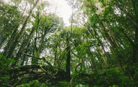 Image of Forest Photo by Dhruva Reddy on Unsplash