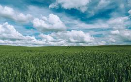 Field on a sunny day