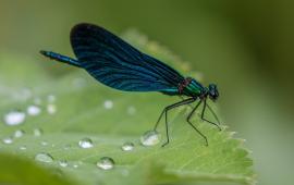 Image of dragonfly on leaf