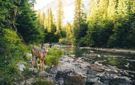 Deer next to a stream