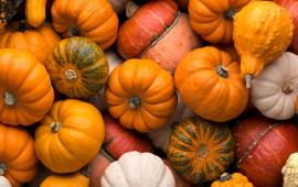 Picture of a variety of pumpkins and gourds