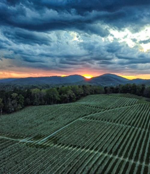Henderson County orchard at sunset