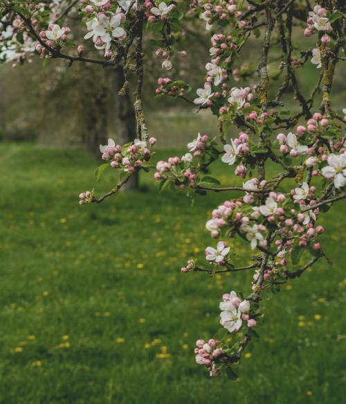 Apple orchard with trail