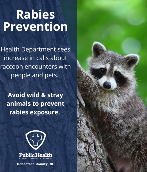 Picture of raccoon with label "Rabies Prevention" 