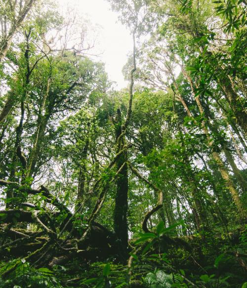 Image of Forest Photo by Dhruva Reddy on Unsplash