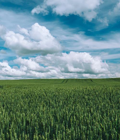 Field on a sunny day