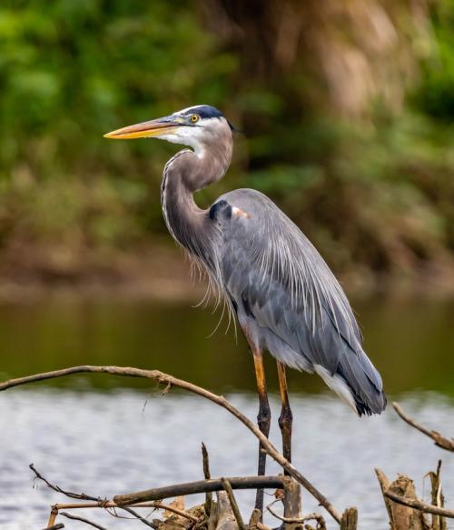 Wetlands Photo by Diego Madrigal from Pexels