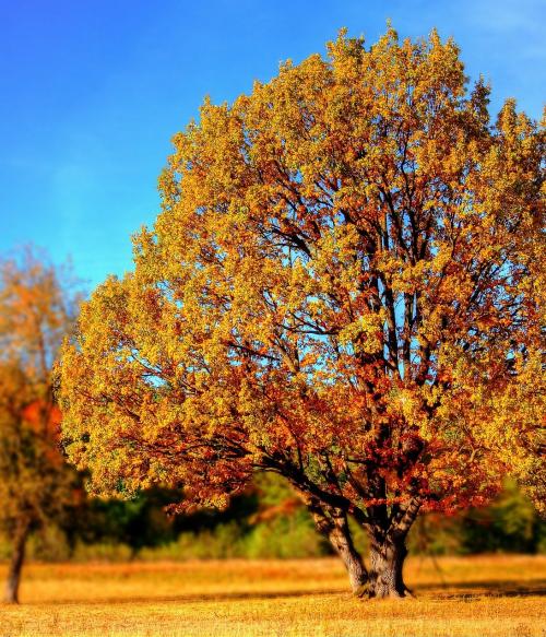 Image of tree by Giani Pralea on Pixabay
