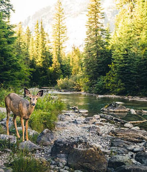 Deer next to a stream