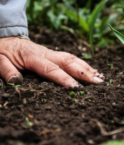 Hand touching soil