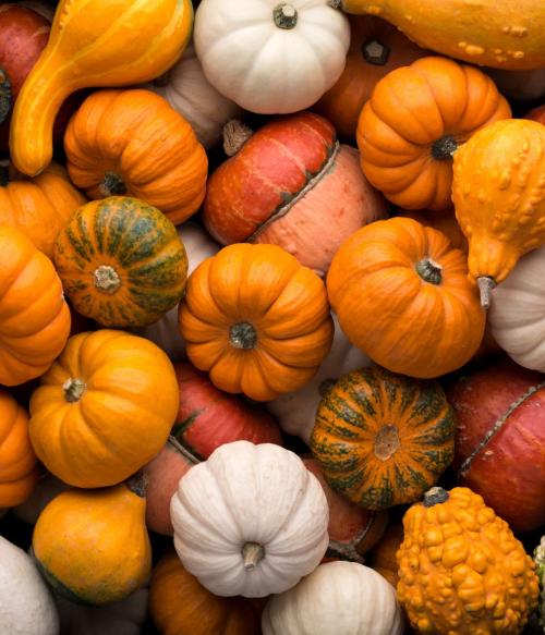 Picture of a variety of pumpkins and gourds