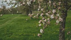 Apple orchard with trail