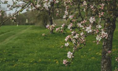 Apple orchard with trail